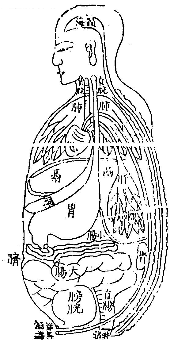 臟腑之圖