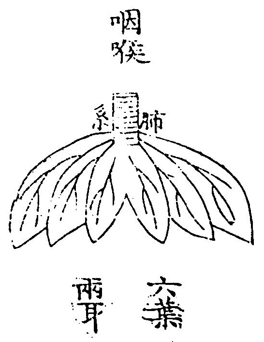 肺臟圖