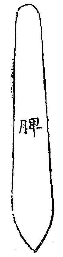 脾臟圖