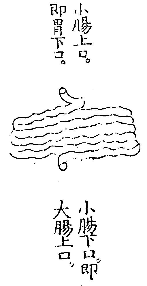 小腸腑圖