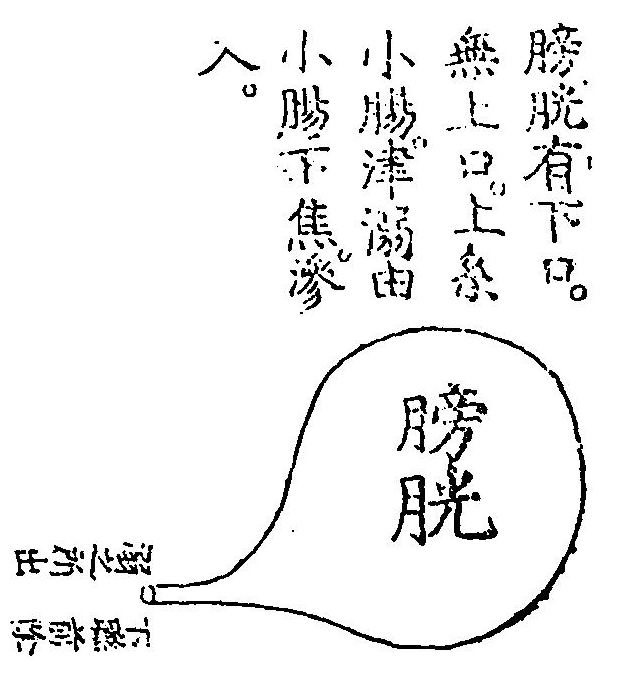 膀胱腑圖