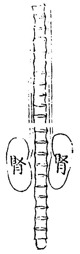 腎臟圖