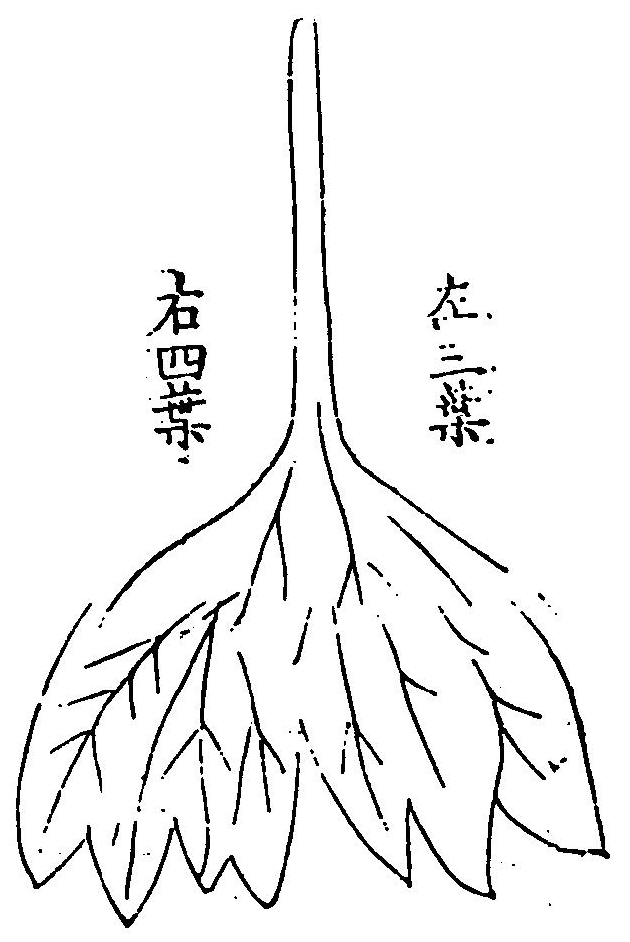 肝臟圖