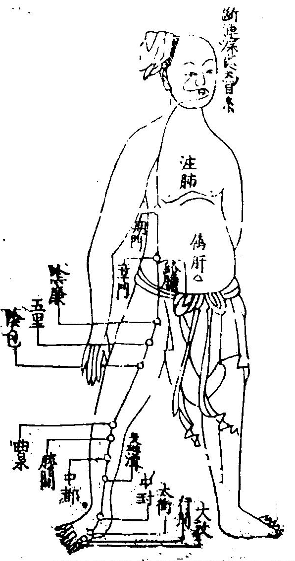 足厥陰肝經