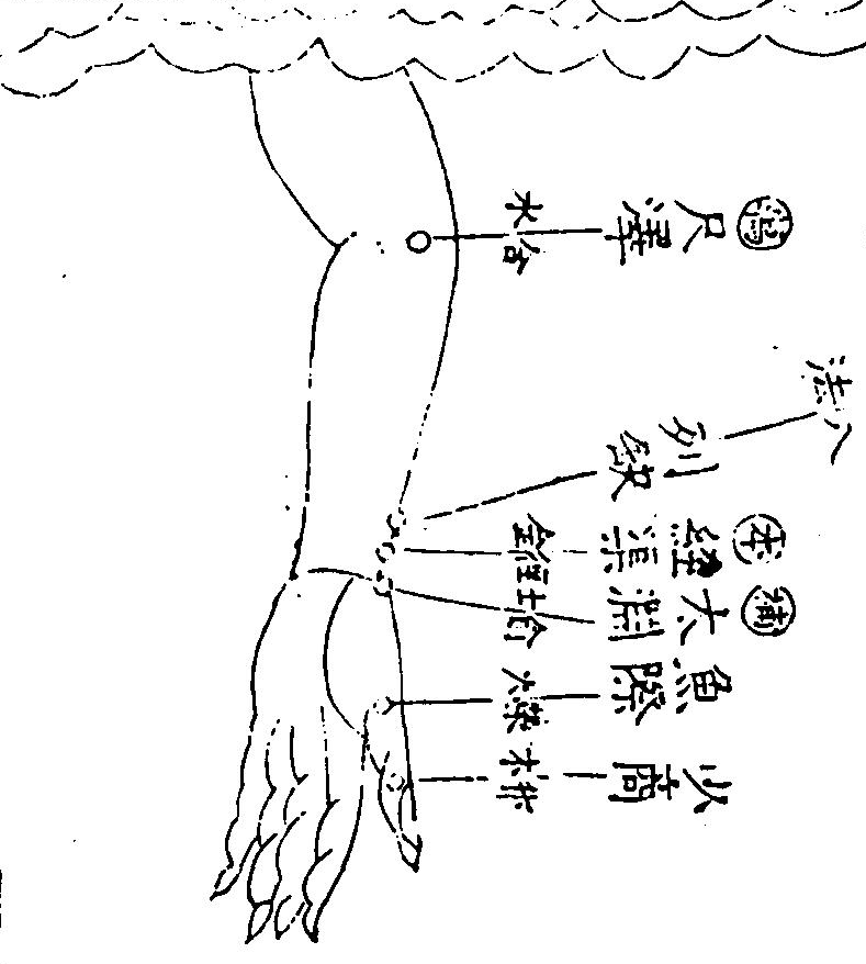 手太陰肺經