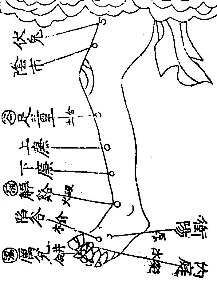 足陽明胃經