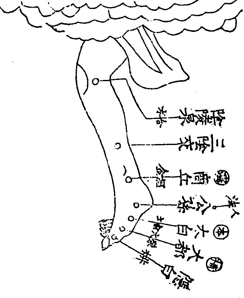 足太陰脾經