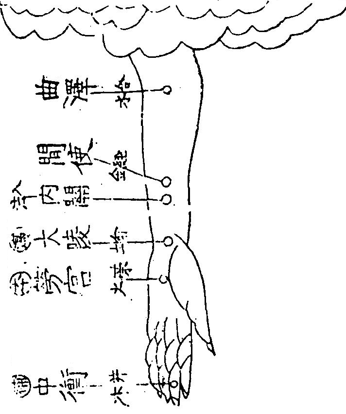 手厥陰心包絡經