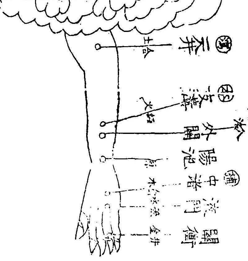 手少陽三焦經