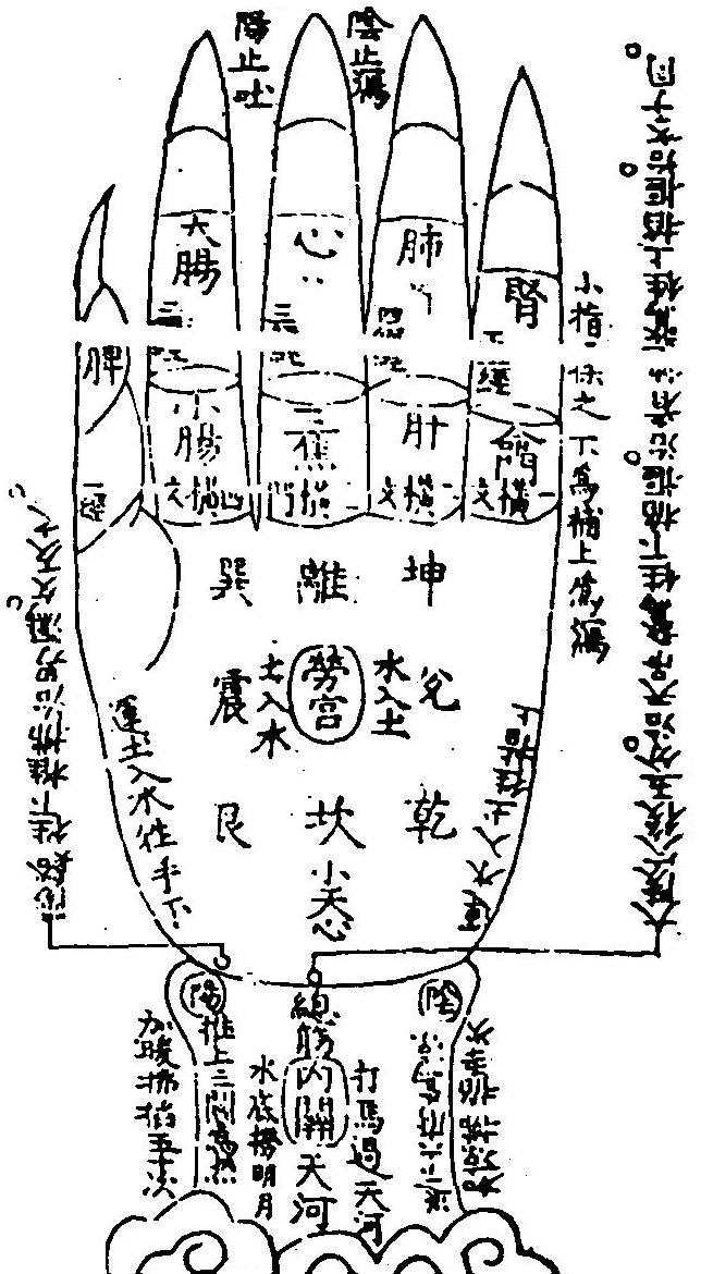 男子左手正面之圖