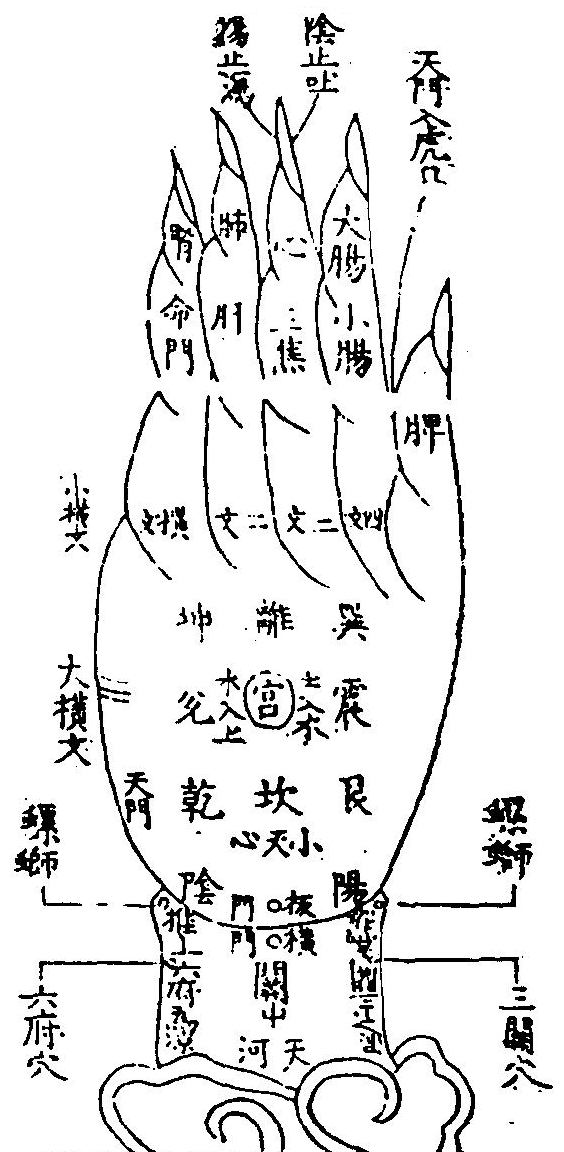 女子左手正面之圖