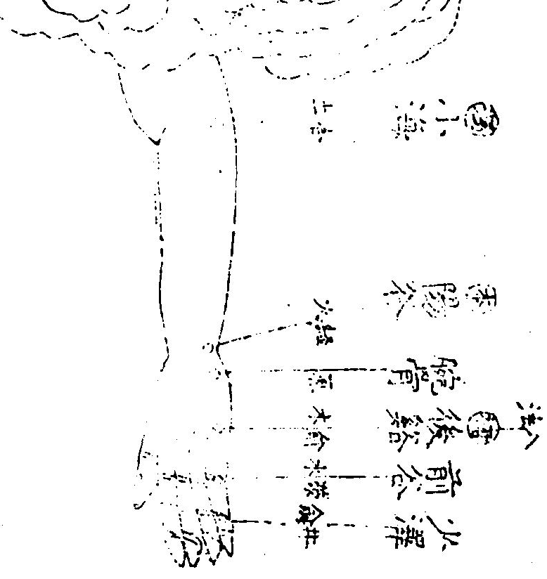 手太陽小腸經