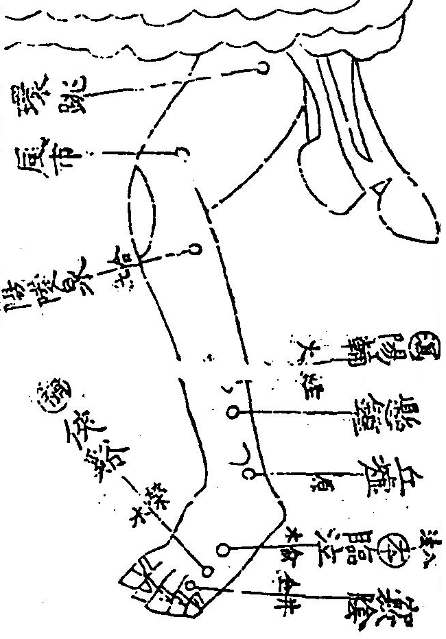 足少陽膽經