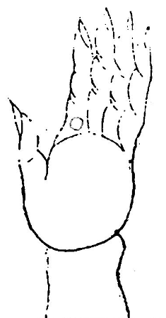環珠